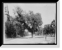 Historic Framed Print, [The Washington elm, Cambridge, Mass.],  17-7/8" x 21-7/8"