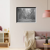 Historic Framed Print, Wizard Tree, Cathedral Woods, North Conway, White Mountains, The,  17-7/8" x 21-7/8"