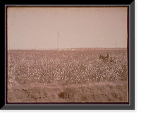 Historic Framed Print, Cotton fields at Dahomey, Miss. - 2,  17-7/8" x 21-7/8"