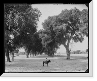 Historic Framed Print, Calle de Guadeloupe [i.e. Guadaloupe], Chihuahua,  17-7/8" x 21-7/8"