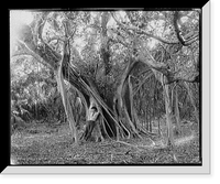 Historic Framed Print, Rubber tree, Lake Worth, Fla. - 2,  17-7/8" x 21-7/8"