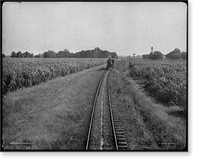 Historic Framed Print, Sugar cane fields, Louisiana,  17-7/8" x 21-7/8"