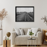 Historic Framed Print, Sugar cane fields, Louisiana,  17-7/8" x 21-7/8"