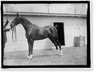 Historic Framed Print, HORSE SHOWS. HORSES.,  17-7/8" x 21-7/8"