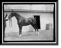 Historic Framed Print, HORSE SHOWS. HORSES.,  17-7/8" x 21-7/8"