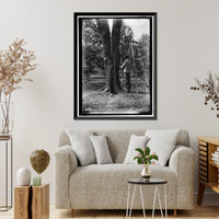 Historic Framed Print, DISTRICT OF COLUMBIA PARKS. TREE SURGERY - 2,  17-7/8" x 21-7/8"