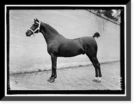 Historic Framed Print, HORSE SHOWS. HORSES - 2,  17-7/8" x 21-7/8"