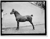 Historic Framed Print, HORSE SHOWS. McLEAN HORSES - 3,  17-7/8" x 21-7/8"