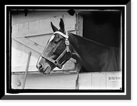 Historic Framed Print, HORSE SHOWS. HORSE IN WASHINGTON HORSE SHOW,  17-7/8" x 21-7/8"