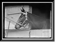 Historic Framed Print, HORSE SHOWS. HORSE IN WASHINGTON HORSE SHOW - 2,  17-7/8" x 21-7/8"