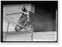 Historic Framed Print, HORSE SHOWS. HORSE IN WASHINGTON HORSE SHOW - 2,  17-7/8" x 21-7/8"