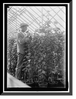 Historic Framed Print, AGRICULTURE DEPARTMENT. 'JESSIE WILSON' CHRYSANTHEMUM. MARTIN GRANER, GARDENER - 2,  17-7/8" x 21-7/8"