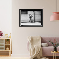 Historic Framed Print, RACCOON - 2,  17-7/8" x 21-7/8"