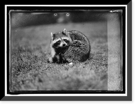 Historic Framed Print, RACCOON - 5,  17-7/8" x 21-7/8"