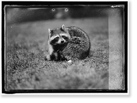 Historic Framed Print, RACCOON - 5,  17-7/8" x 21-7/8"