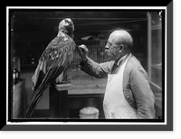 Historic Framed Print, WOOD, N.R. OF SMITHSONIAN INSTITUTION. MOUNTING BIRDS,  17-7/8" x 21-7/8"
