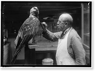 Historic Framed Print, WOOD, N.R. OF SMITHSONIAN INSTITUTION. MOUNTING BIRDS,  17-7/8" x 21-7/8"