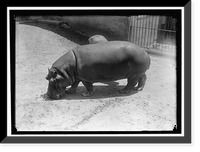 Historic Framed Print, ZOO. HIPPO,  17-7/8" x 21-7/8"