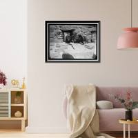 Historic Framed Print, ZOO, WASHINGTON, D.C.: BLACK BEAR,  17-7/8" x 21-7/8"