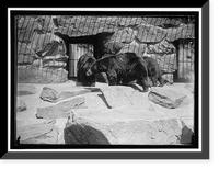 Historic Framed Print, ZOO, WASHINGTON, D.C.: BLACK BEAR,  17-7/8" x 21-7/8"