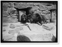 Historic Framed Print, ZOO, WASHINGTON, D.C.: BLACK BEAR,  17-7/8" x 21-7/8"
