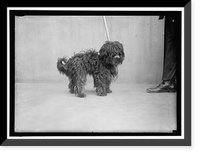 Historic Framed Print, Dog,  17-7/8" x 21-7/8"