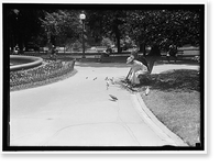 Historic Framed Print, DISTRICT OF COLUMBIA PARKS. FEEDING PIGEONS IN THE PARKS,  17-7/8" x 21-7/8"