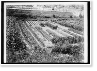 NATIONAL EMERGENCY WAR GARDENS COM. WAR GARDENS - 16, Historic Reproduction