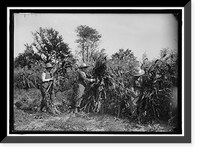 Historic Framed Print, GIRL SCOUTS. FARMERETTES HARVESTING CROPS - 2,  17-7/8" x 21-7/8"