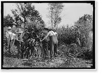 NATIONAL EMERGENCY WAR GARDENS COM. GIRL SCOUTS AND OTHERS - 11 Classic, Antique Print