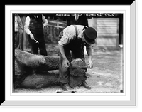 Historic Framed Print, Manicuring elephants, Central Park - 2,  17-7/8" x 21-7/8"