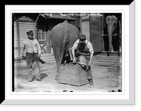 Historic Framed Print, Manicuring elephants, Central Park - 4,  17-7/8" x 21-7/8"