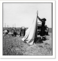 Migrant potato pickers pitching their tent. Often they are without water and sanitary conditions. Near Shafter, California, Vintage Poster