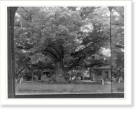 Gigantic Wye oak, near Wye Mills, on the Eastern Shore of Maryland Classic, Antique Poster