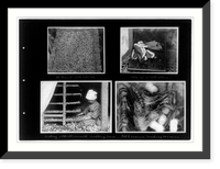 Historic Framed Print, A tray of silk worms; close-up of silk worms; feeding silk worms with mulberry leaves; silk worms making cocoons,  17-7/8" x 21-7/8"