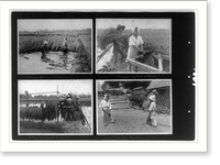 Harvesting rice; stripping kernelheads; drying harvested plants; part of threshing process, Historic Print