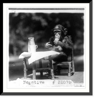 Chimpanzee seated at table with bottle and glass at the National Zoo, Washington, D.C, Antique Wall Art
