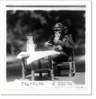 Chimpanzee seated at table with bottle and glass at the National Zoo, Washington, D.C, Antique Wall Art