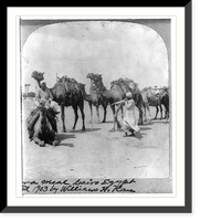 Historic Framed Print, Camels, Cairo,  17-7/8" x 21-7/8"