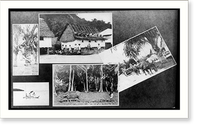 Composite scenes of Guam, ca. 1912: water buffaloes blowing and pulling cart; natives building thatched-roofed house; man cutting down coconuts with mahcete Classic, Antique Print