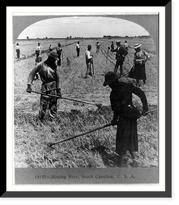 Historic Framed Print, Hoeing rice, South Carolina, U.S.A.,  17-7/8" x 21-7/8"