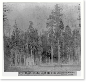 Black & White Photo - The Sentinels; height 315 ft