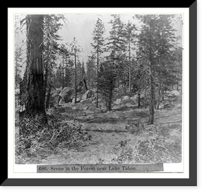 Historic Framed Print, Scene in the Forest near Lake Tahoe,  17-7/8" x 21-7/8"