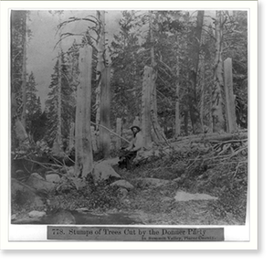 Vintage Landscape - Stumps of trees cut by the Donner Party in Summit