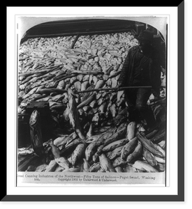Historic Framed Print, Great canning industries of the Northwest - fifty tons of salmon - Puget Sound, Washington,  17-7/8" x 21-7/8"