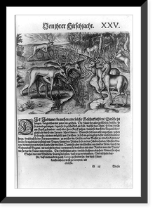 Florida Indians, disguised under deerskins, hunting deer, Antique Print