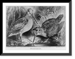 Historic Framed Print, Woodcock,  17-7/8" x 21-7/8"