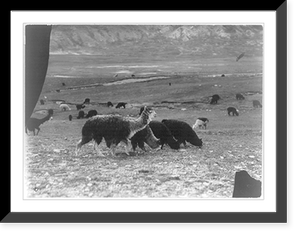 Alpacas grazing. Peru. ca. 192-. Classic, Antique Print