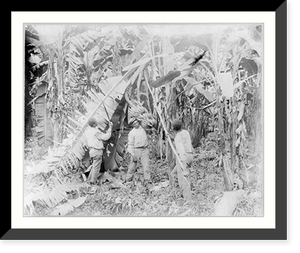 Historic Framed Print, Costa Rica - workers cutting bananas from trees,  17-7/8" x 21-7/8"