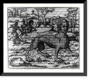 African monster" - wooly, with dog-like body and human face; being hunted by natives", Vintage Print